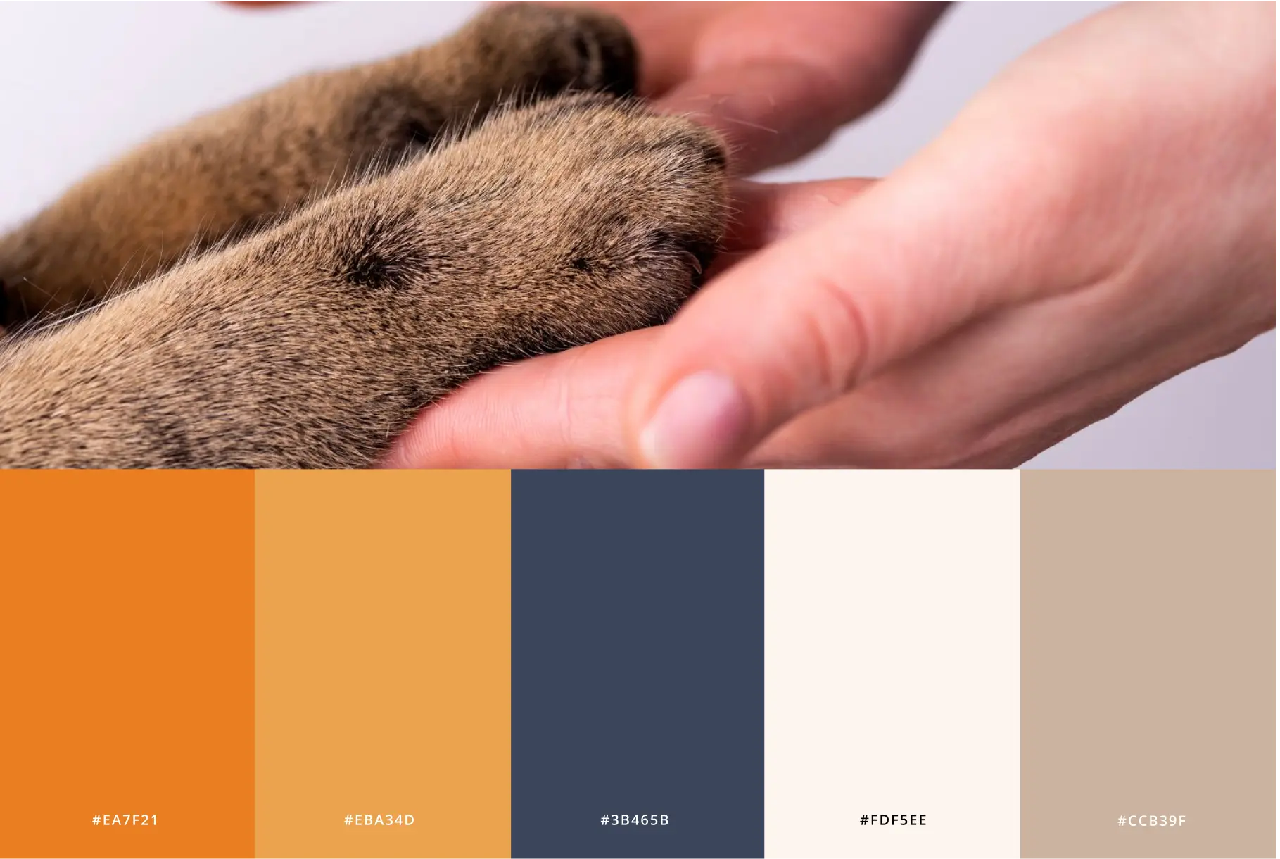 moose agence marketing potfolio corporation zootherapeutes quebec couleurs