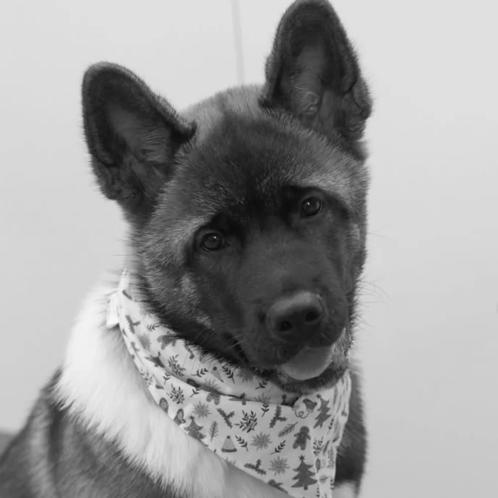 moose agence marketing collaborateur chien